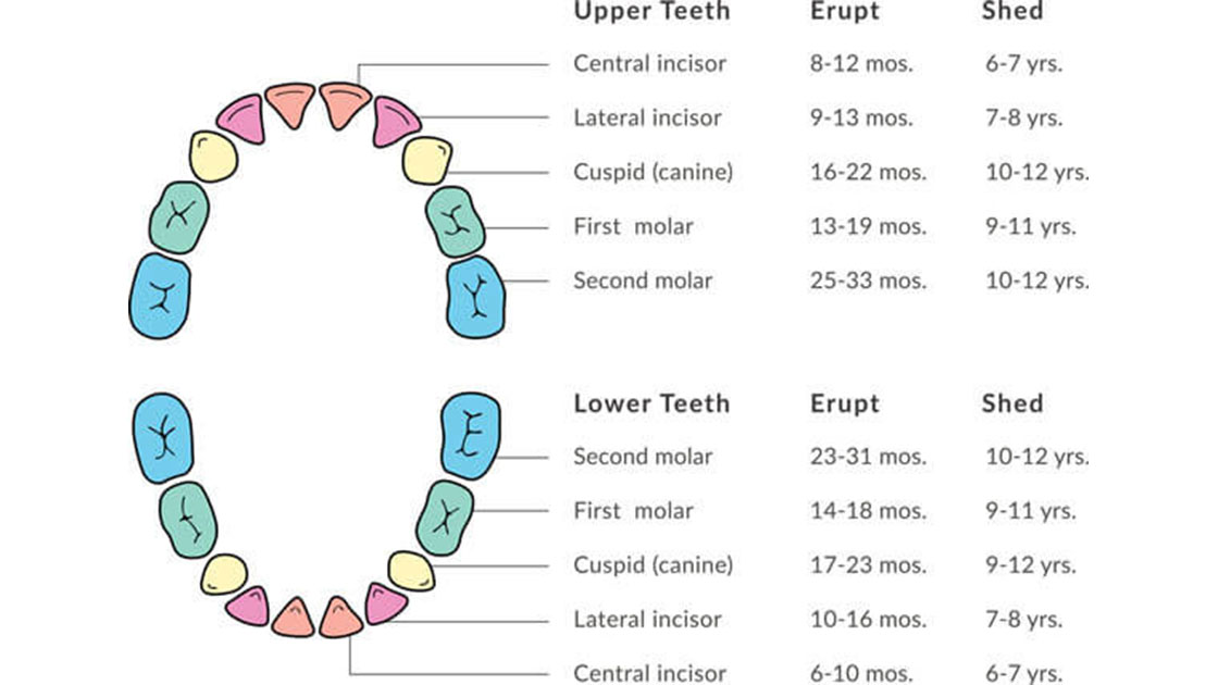 Tooth Eruption Shedding